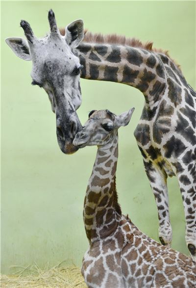 에버랜드 기린 '장순이' 세계 다산 여왕 등극