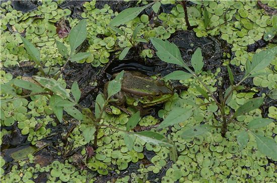 멸종위기 ‘금개구리’ 인천 계양·부평 서식 확인