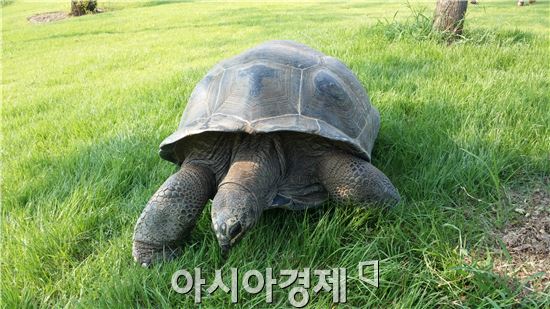 순천정원박람회장 육지거북 이름 “순북이”와 “천북이”