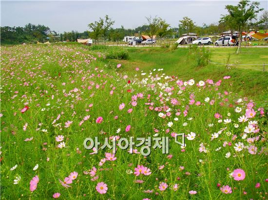 “코스모스와 함께 힐링 캠핑하세요”