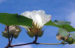 곡성군,제11회 겸면목화축제 개최
