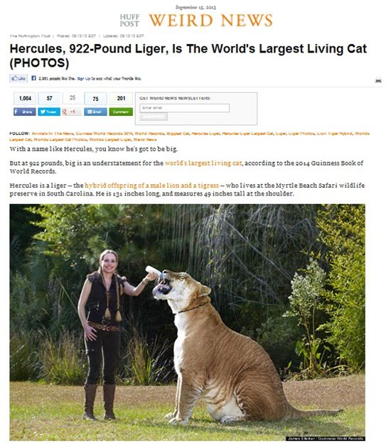 419kg 거대 라이거 기네스북에 등재 "몸 길이 3m 넘어"