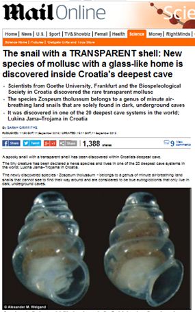 희귀 투명 달팽이 발견 "신비로운 색…어디 사나 봤더니"