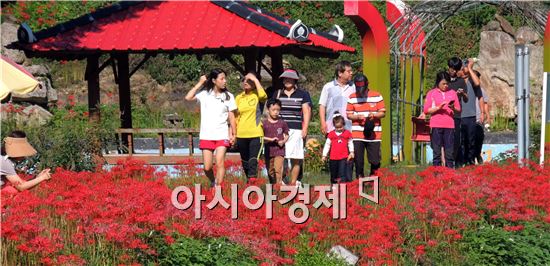 [포토]꽃무릇 인파  북적