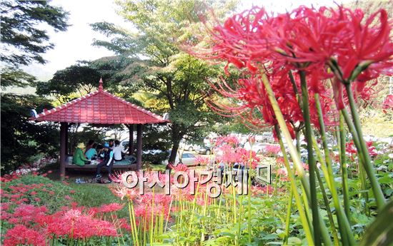 [포토]꽃무릇 정자에서 가을 만끽하는 관광객들