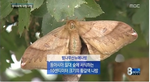 ▲최근 대형 나방떼 기승으로 주민들이 불편을 겪고 있다.(출처: MBC 뉴스 캡처)