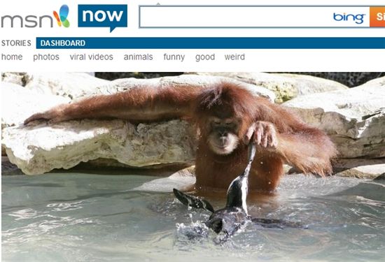 오랑우탄 슈리아가 펭귄에게 먹이를 주고 있다.(출처: MSN now)