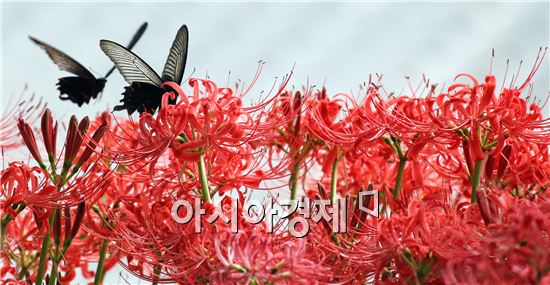 [포토]나비들의 가을 나들이