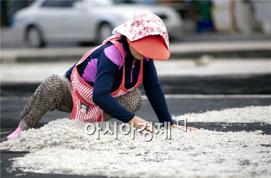 해남군 땅끝마을 ‘멸치’ 풍년 