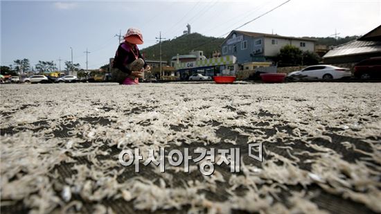 해남군 땅끝마을 ‘멸치’ 풍년 