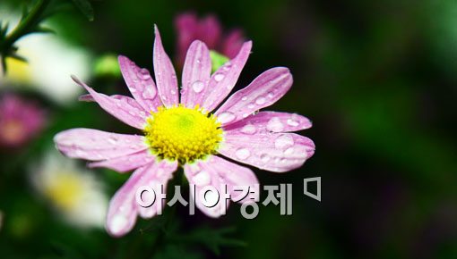 [포토]가을비 쫑쫑쫑 