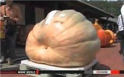 (출처:NHK방송화면 캡처)