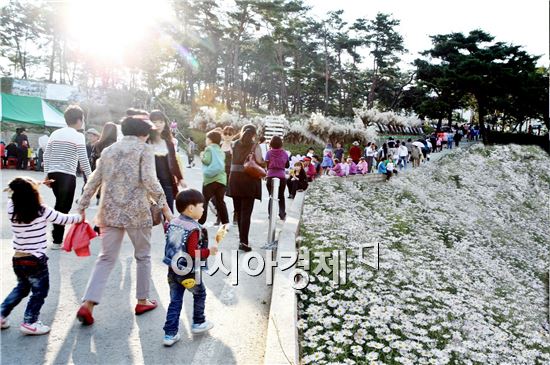정읍 구절초축제 내달 5일 개막, 13일까지 이어져