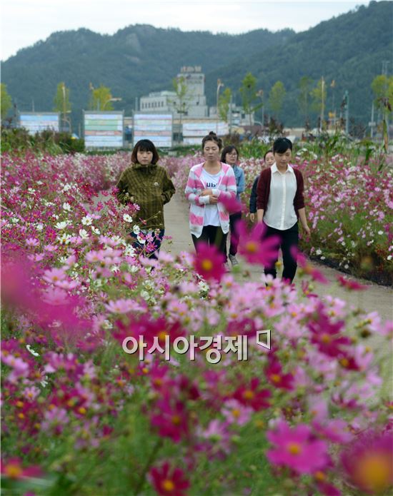 [포토]코스모스 향기를 맡으면서 