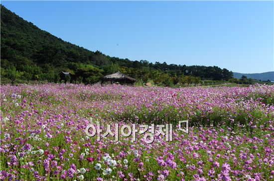 고창 고인돌유적지 코스모스 만개~가을 정취 만끽