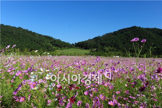 고창 고인돌유적지 코스모스 만개~가을 정취 만끽