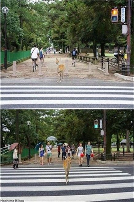 교통 신호 지키는 사슴 "사람 보다 낫네"