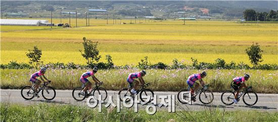 가을들판 달린 Tour de Korea 2013 스페셜대회