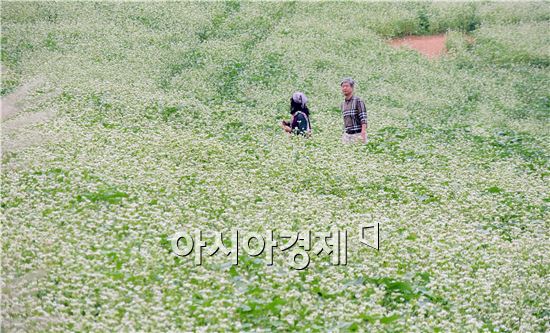 [포토]메밀꽃 밭의 아름다운 추억 