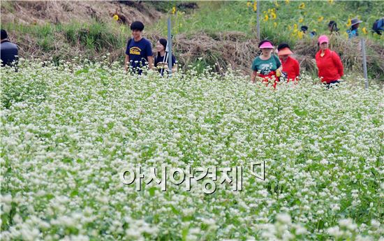 [포토]메밀꽃 향기에 취한 관광객들