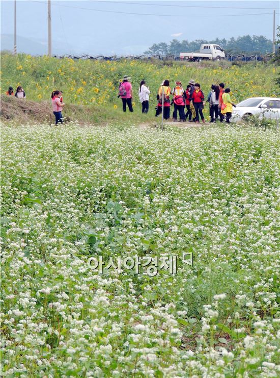 [포토]가을 향기 흐드러지게 핀 메밀꽃