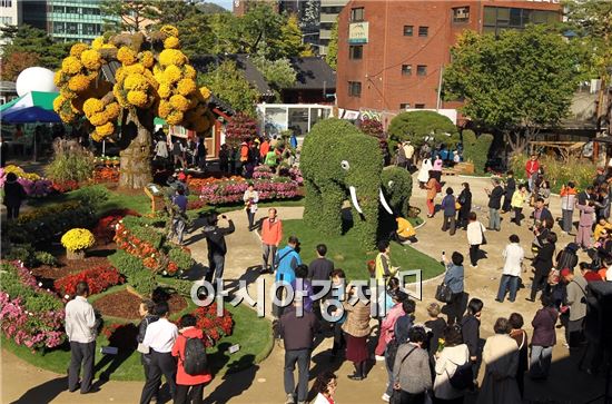 지난해 조계사에서 열린 함평 국화축제