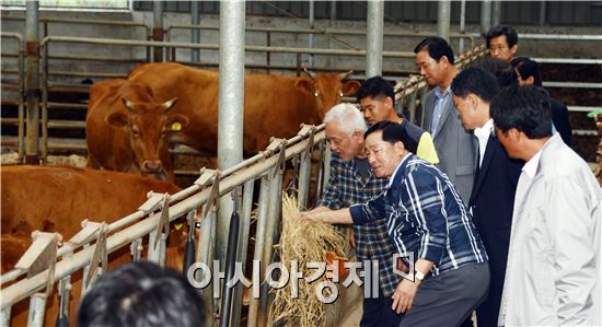 [포토]한우 먹이 주는 김한길 민주당 대표