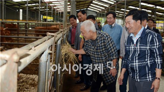 [포토]한우 먹이 주는 김한길 민주당 대표