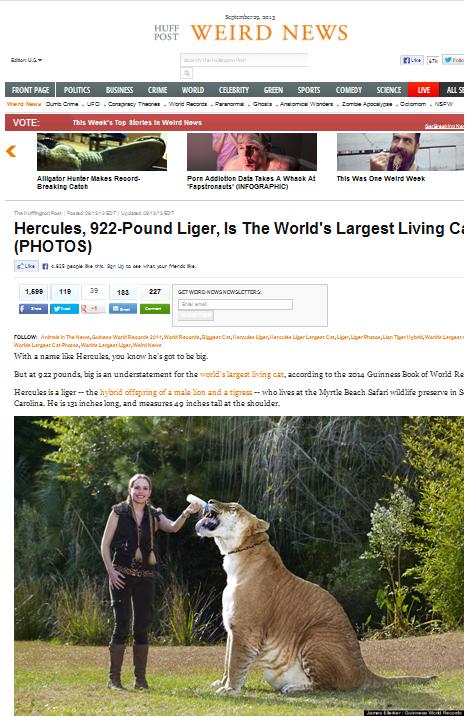 419kg 거대 라이거 '헤라클레스'…"이름값 하네"