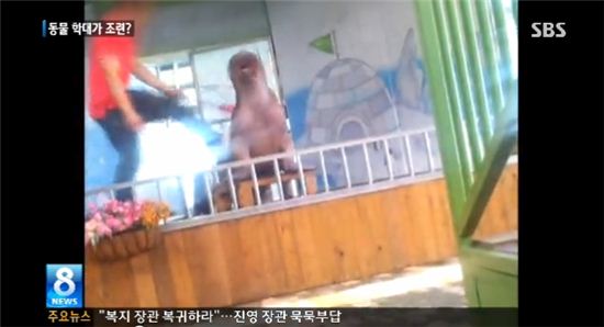 바다코끼리 학대…'발로 차고, 파리채로 때리고'