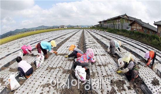 [포토]가을 맞이 마늘심는 농부