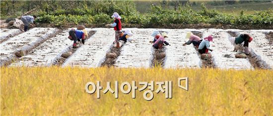 [포토]황금들녘에서 마늘심는 농부들