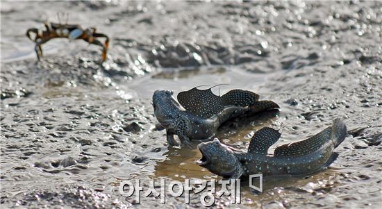 짱뚱어