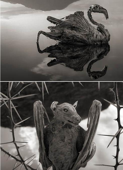 동물이 돌이 되는 호수…'탄자니아판 소돔과 고모라?'