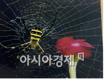‘광주 야생 동·식물 사진전시회’ 개최
