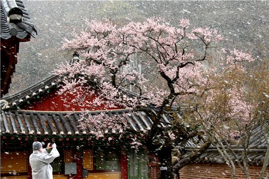 ▲최우수상 작품인 '백양사 고불매'. 내장산국립공원의 만개한 매화꽃와 함박눈을 동시에 촬영했다. 