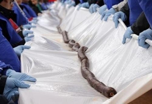 스페인서 '세상에서 가장 긴 순대' 175m로 기네스북 등재