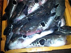 '복어 튀김' 먹은 말레이 부부 사망…CNN "한국서 인기"