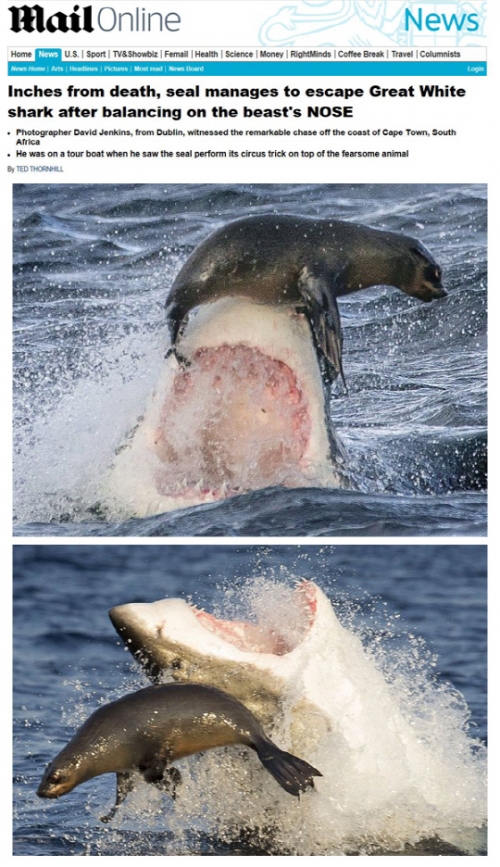美 상어 습격에 10대 男·女 큰 부상…"갑자기 팔이 사라졌어요"