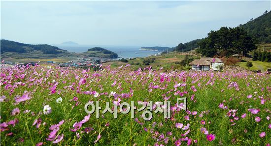 청산도 앞바다에 핀 화사한 코스모스