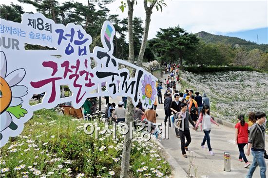 정읍은  가을 축제 중~구절초 ,전국민속소싸움대회 등