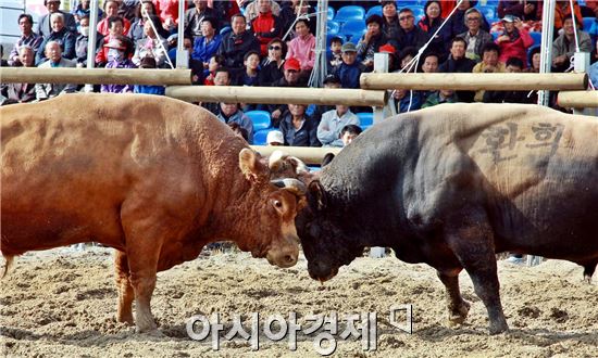 정읍은  가을 축제 중~구절초 ,전국민속소싸움대회 등