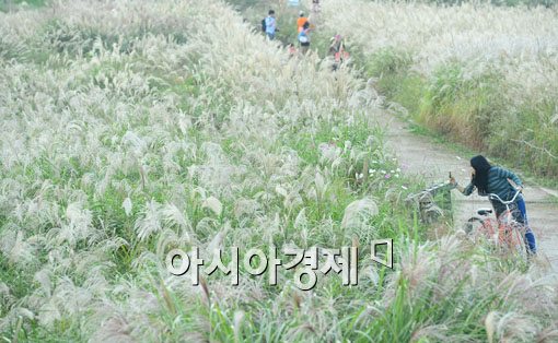 [포토]안녕?억새?