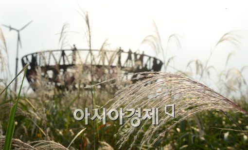 [포토]억새가 넘실대고 