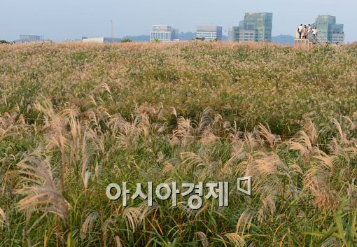 [포토]억새풀바다로 풍덩 