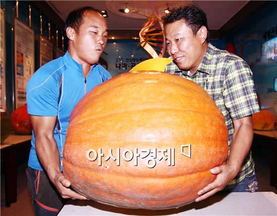 70㎏ 넘는 초대형 슈퍼호박 탄생 "어떻게 키웠나 물어보니" 