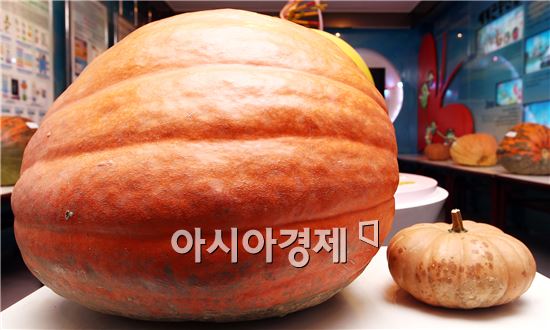 70㎏ 넘는 초대형 슈퍼호박 탄생 "어떻게 키웠나 물어보니" 