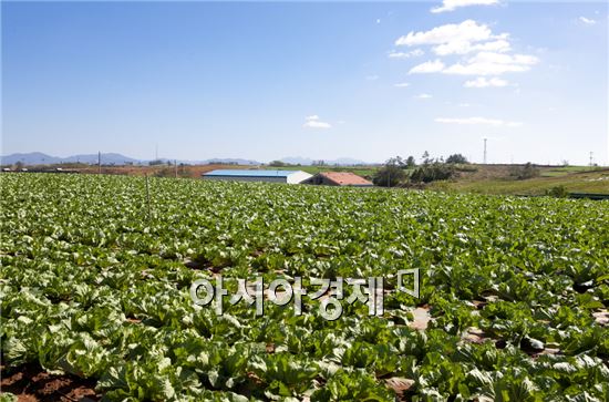 해남배추 올해 4389ha 식재, 전국 21% 차지