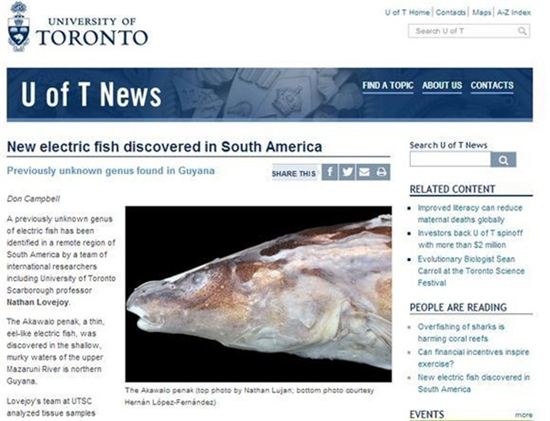 ▲신종 전기 물고기(출처: 토론토 대학 홈페이지)
