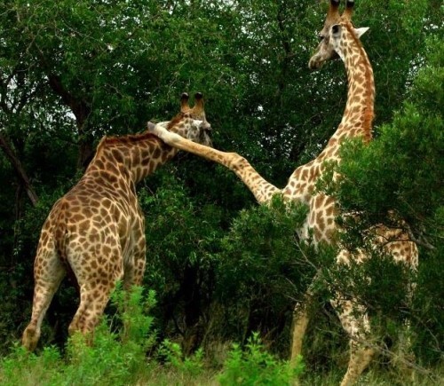 기린 도륙한 미국인 女사냥꾼에 비난 봇물